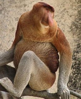 Proboscis monkey