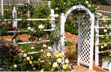 Rose Garden